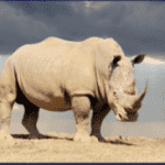 动物纪录片中视频+小程序推广项目，0粉丝0门槛就能入门，思路分享与你！