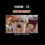 抖音快手卖猫狗，0门槛，月销30万！